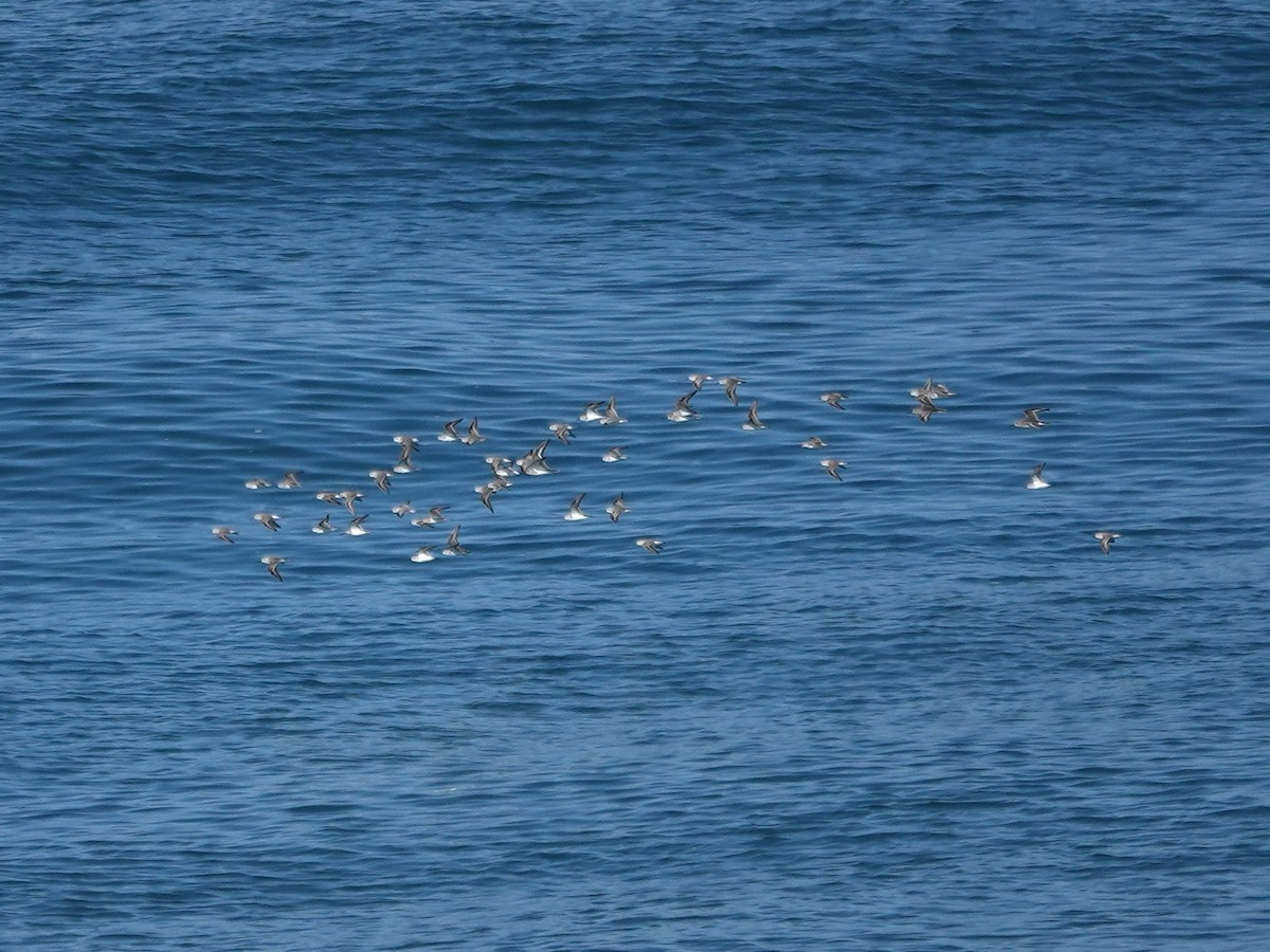 Sanderling - ML643837556