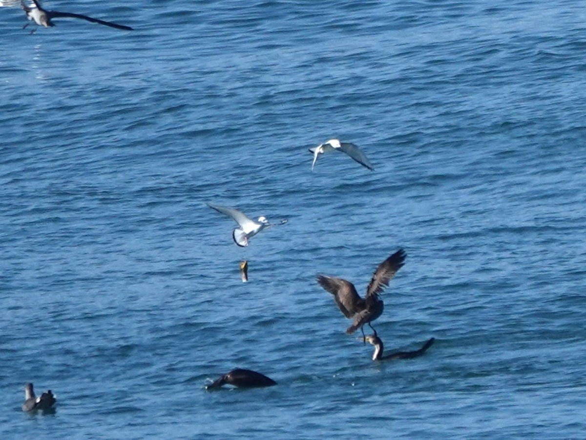 Bonaparte's Gull - ML643837569
