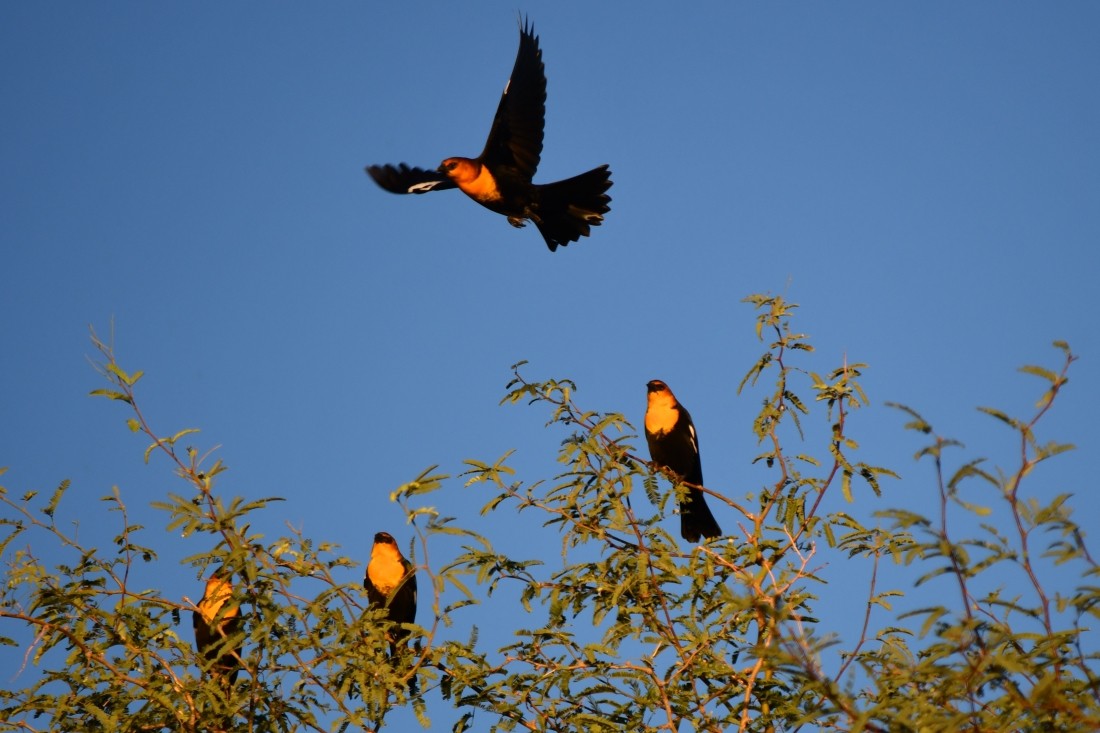 Yellow-headed Blackbird - ML643837570