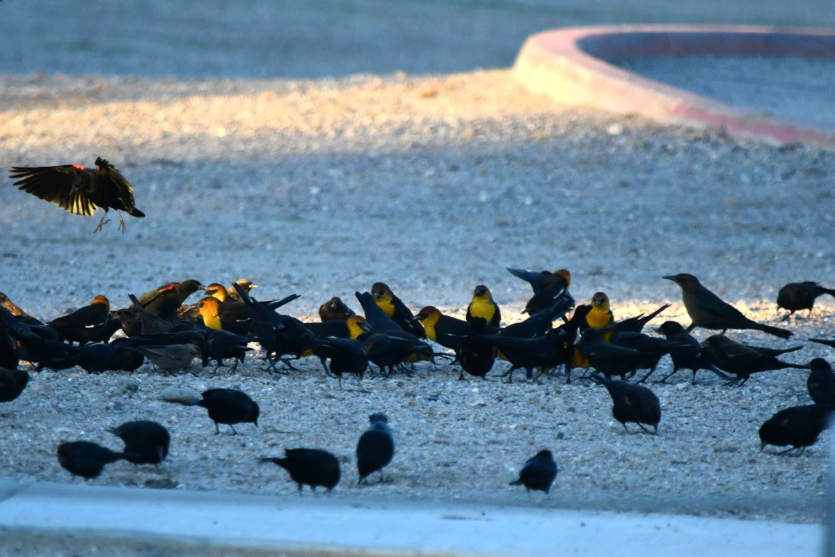 Yellow-headed Blackbird - ML643837571