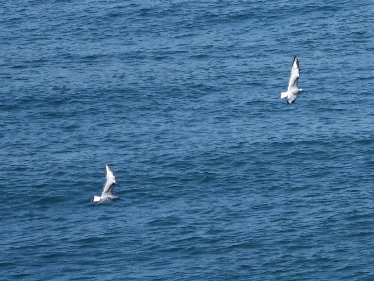 Bonaparte's Gull - ML643837578