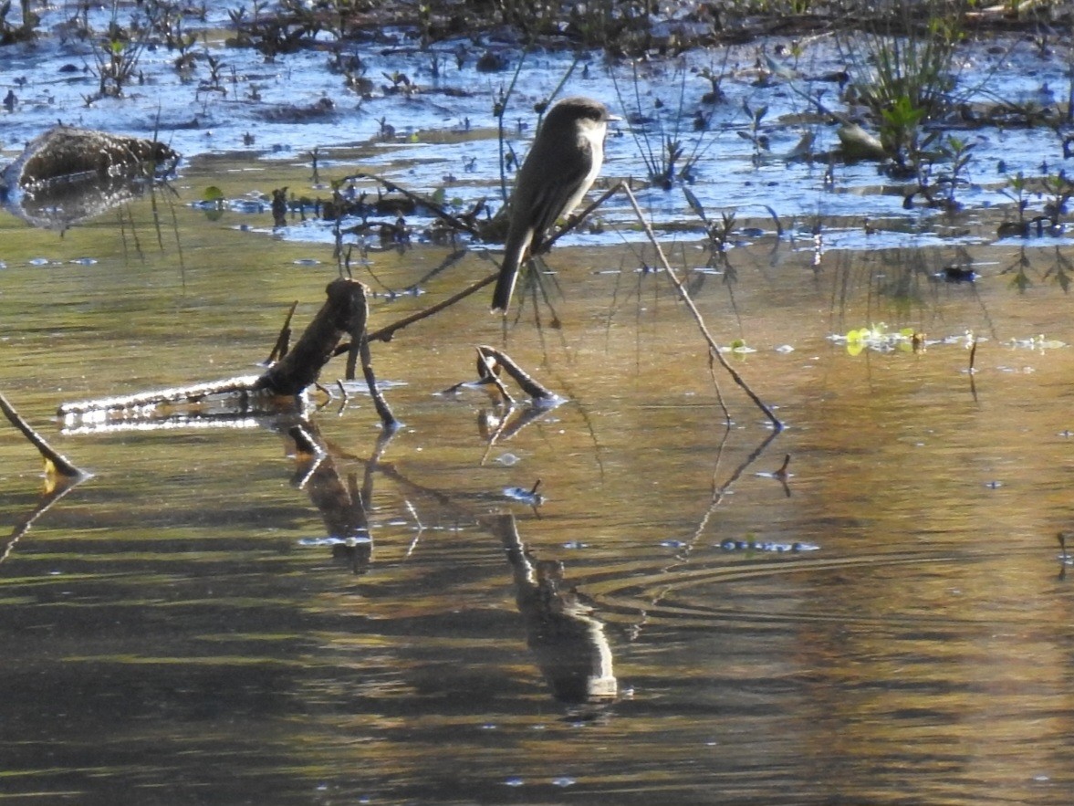 Eastern Phoebe - ML643837589