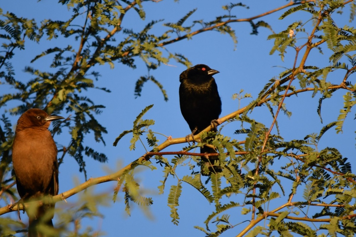 Bronzed Cowbird - ML643837600
