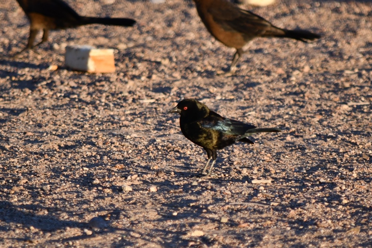 Bronzed Cowbird - ML643837601