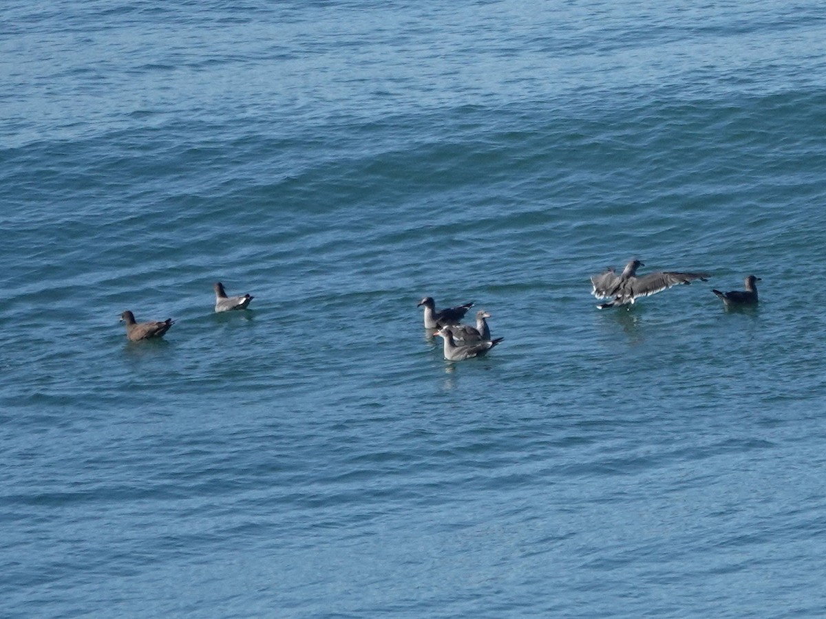 Heermann's Gull - ML643837603