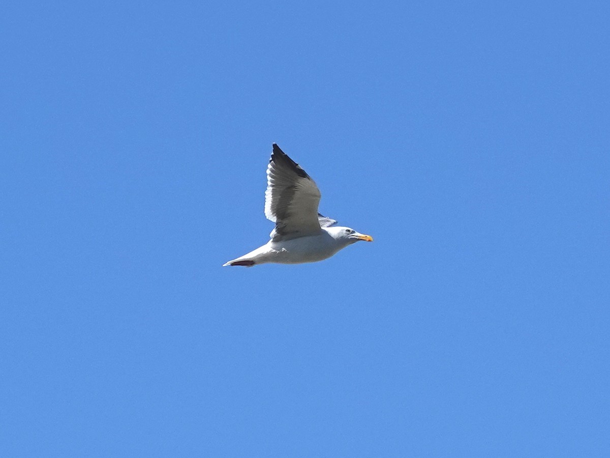 Western Gull - ML643837621