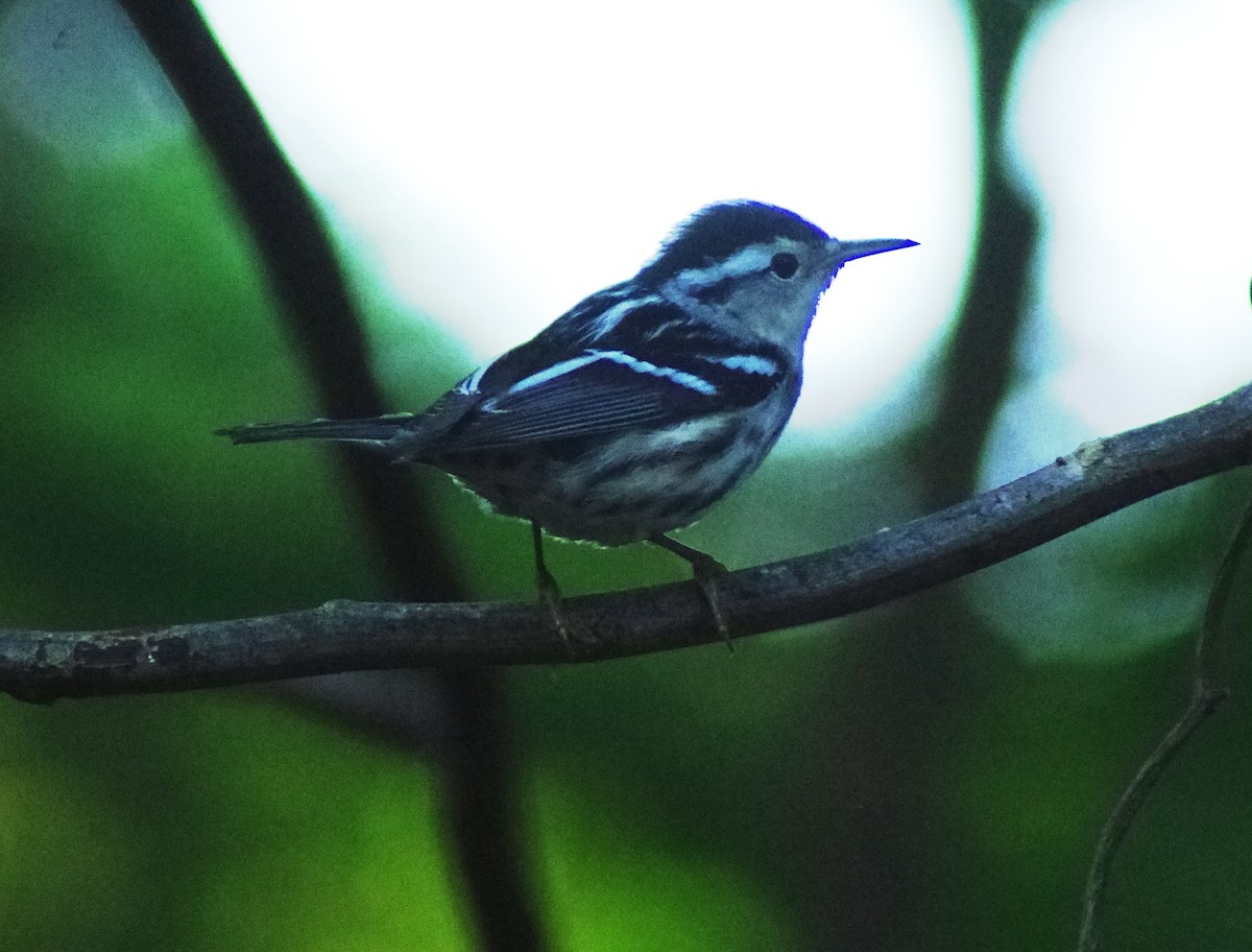Black-and-white Warbler - ML643837632