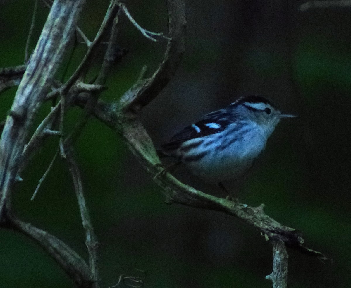 Black-and-white Warbler - ML643837633