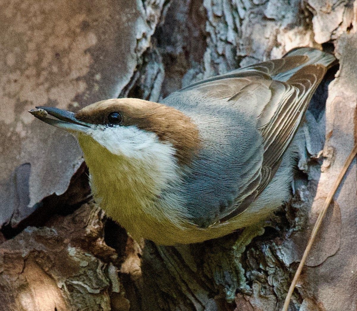 Brown-headed Nuthatch - ML643837643
