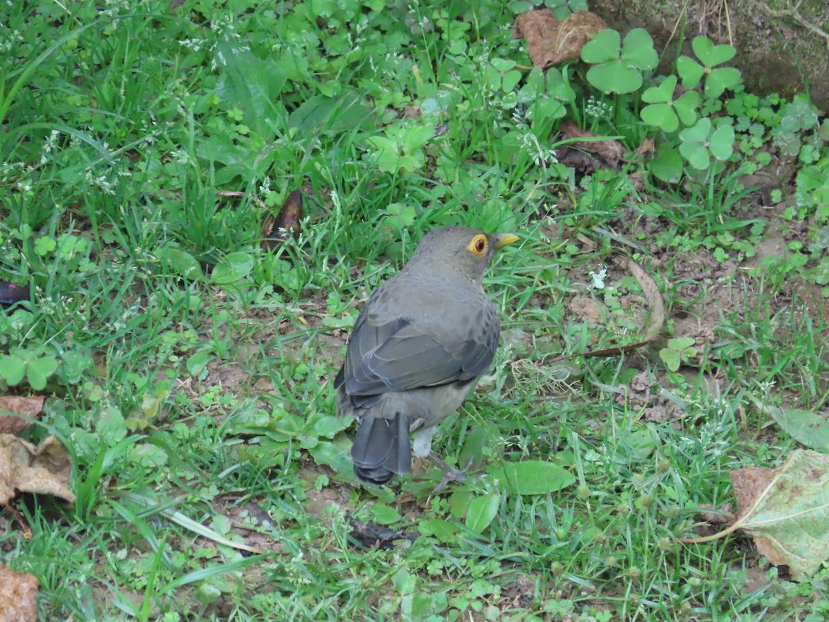 Spectacled Thrush - ML643837655