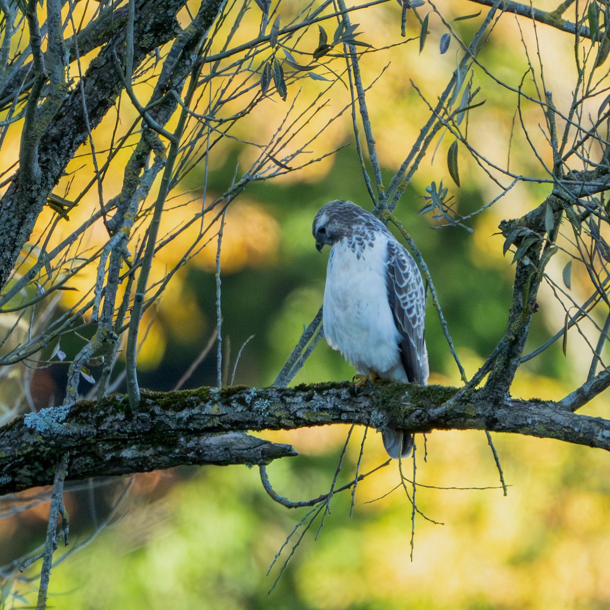 Buse variable - ML643837663