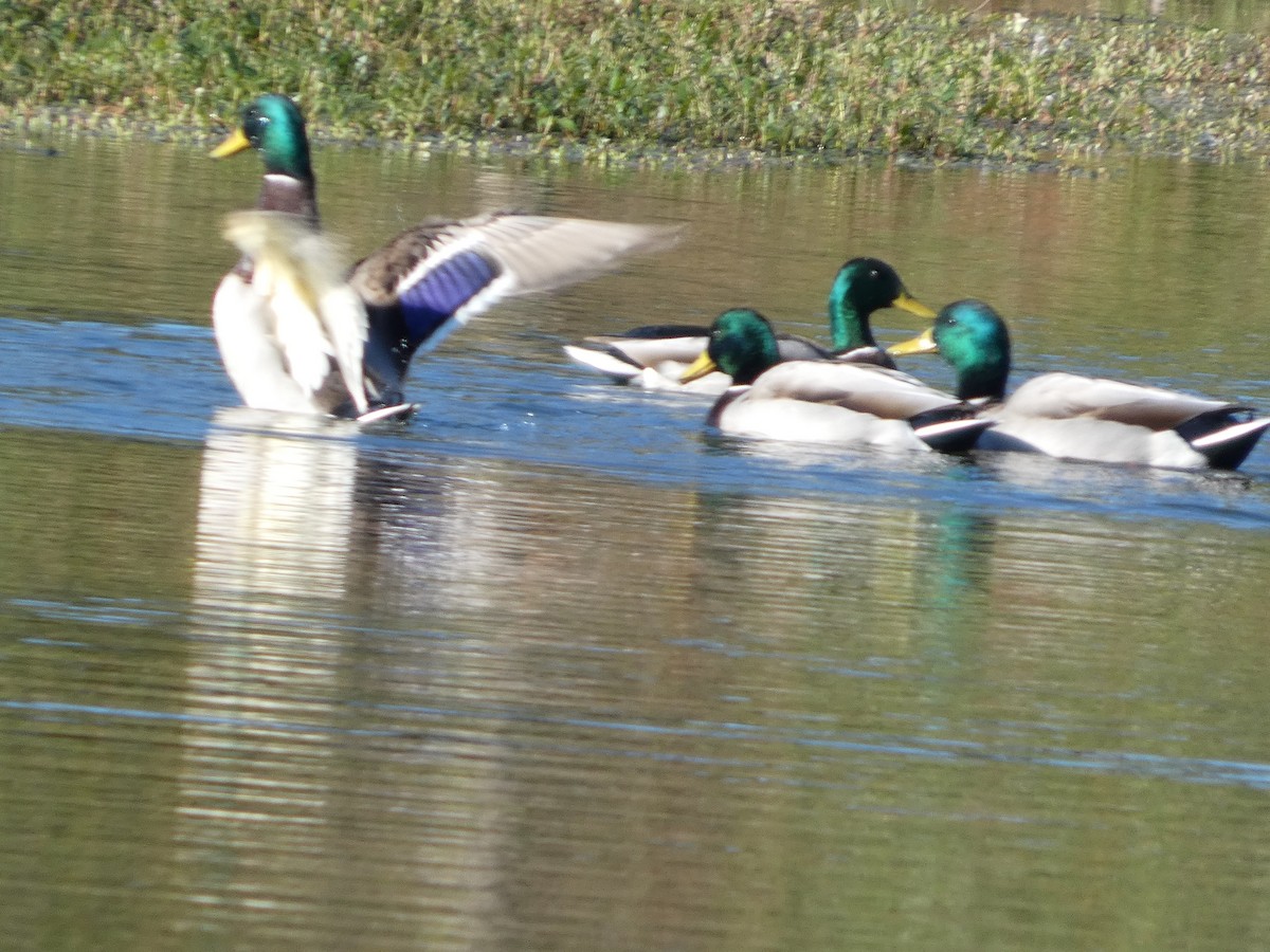 Mallard - ML643837668