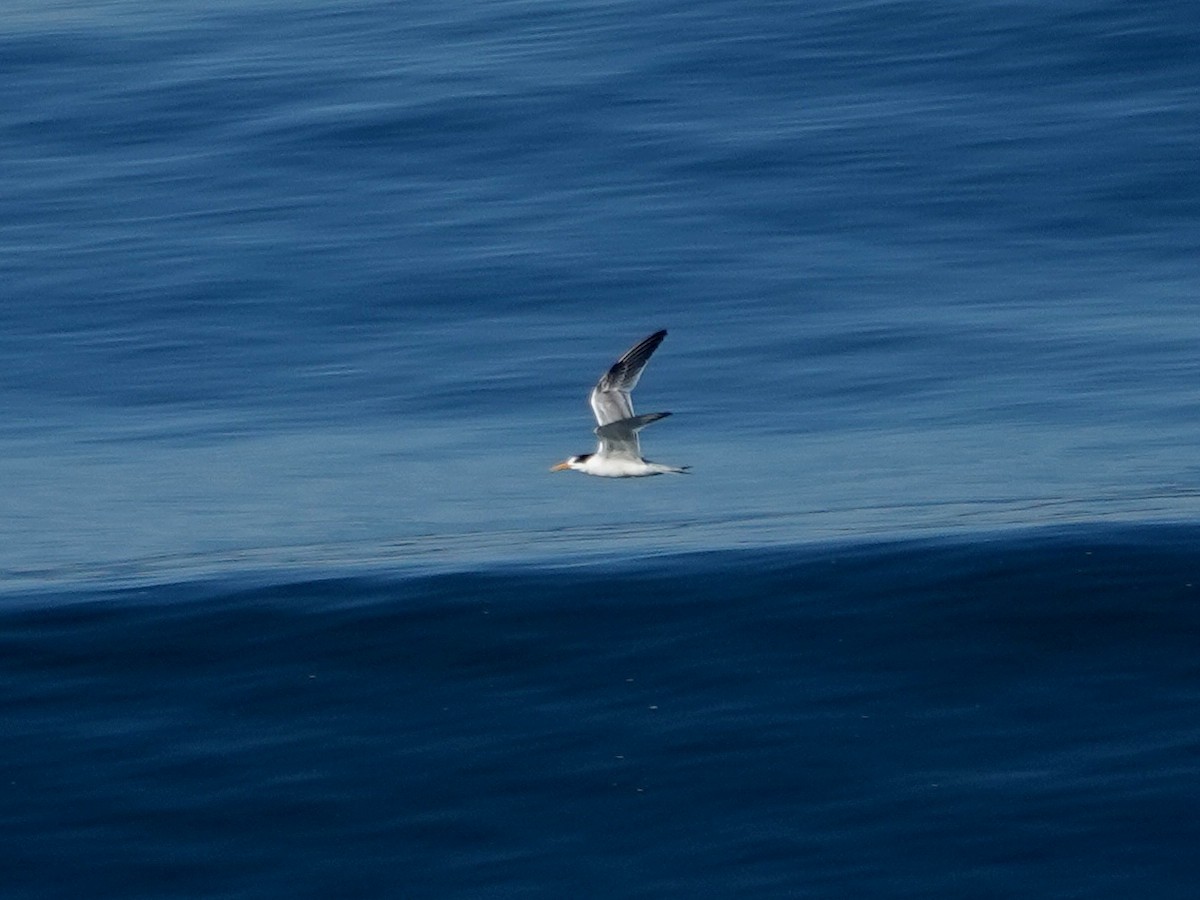 Elegant Tern - ML643837677