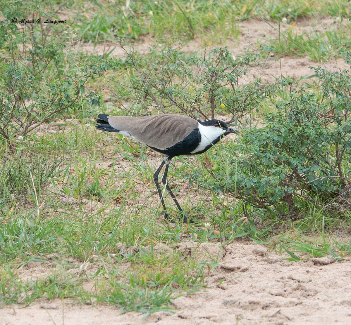 čejka trnitá - ML643837678