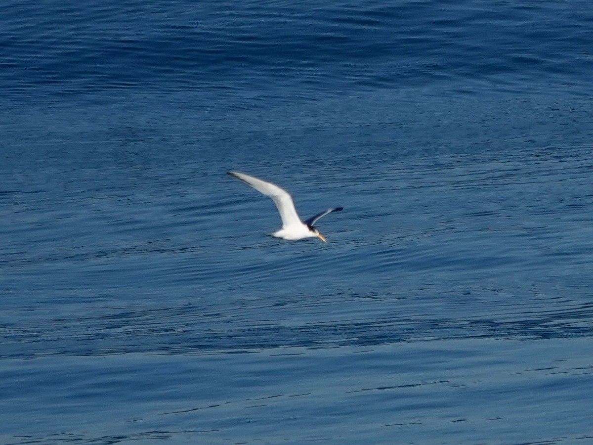 Elegant Tern - ML643837679