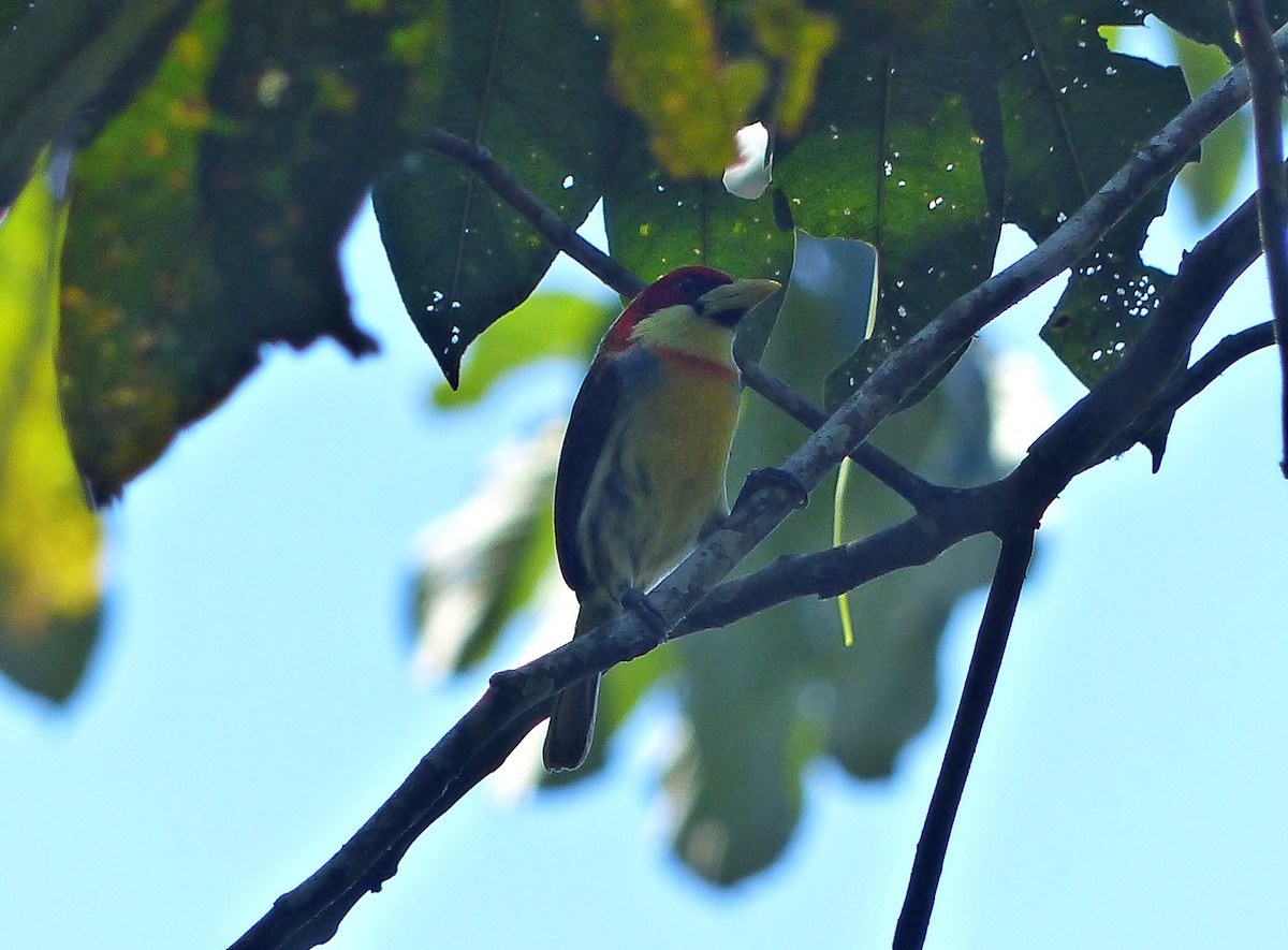 Scarlet-hooded Barbet - ML643837687