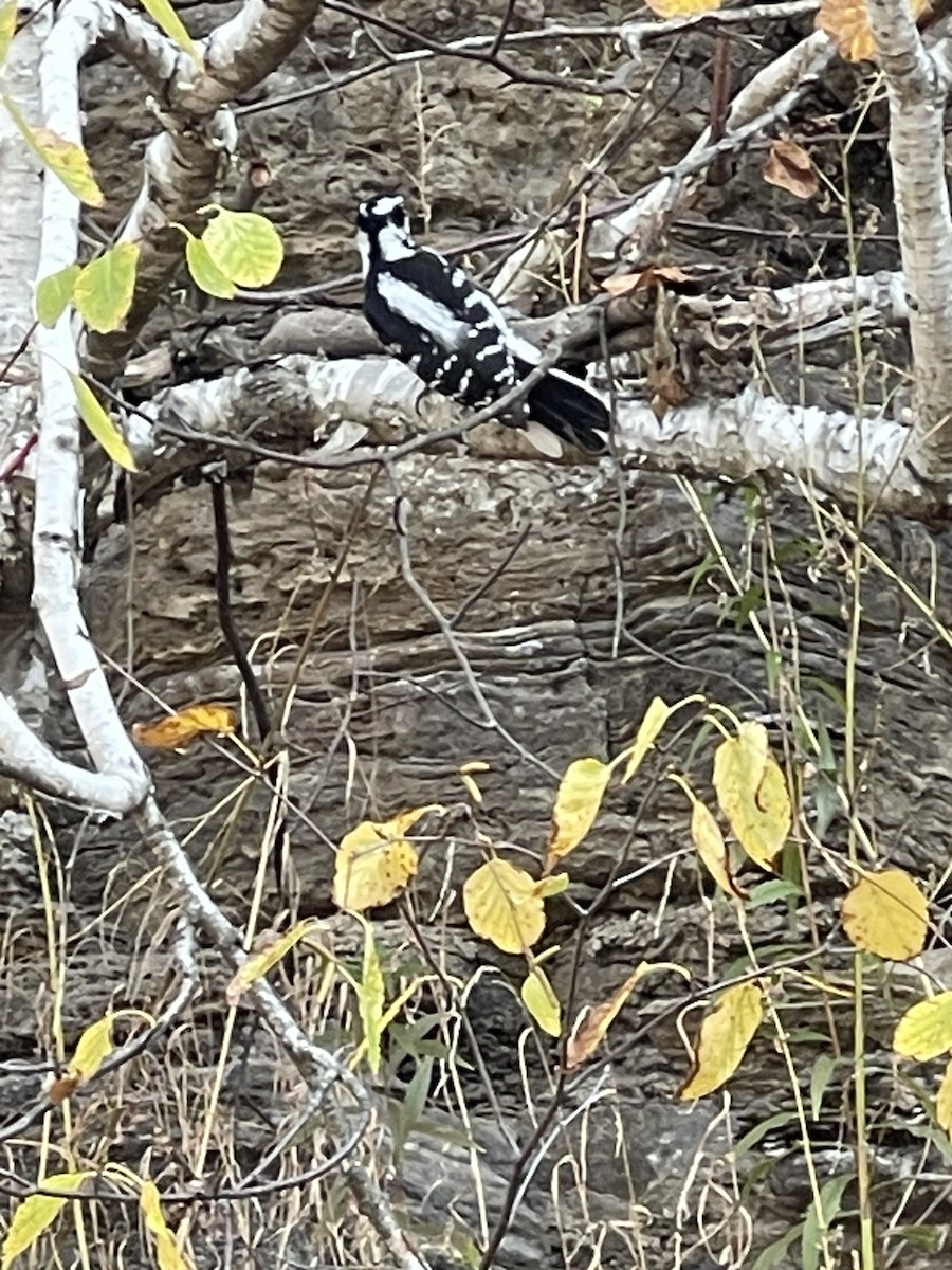 Hairy Woodpecker - ML643837693