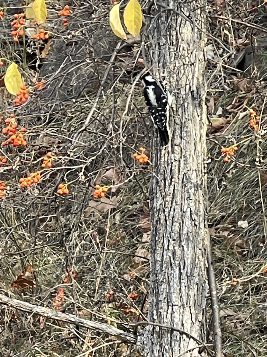 Hairy Woodpecker - ML643837694