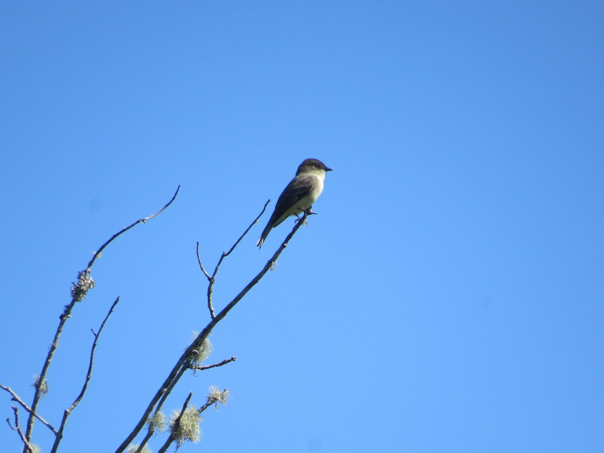 Eastern Phoebe - ML643837700