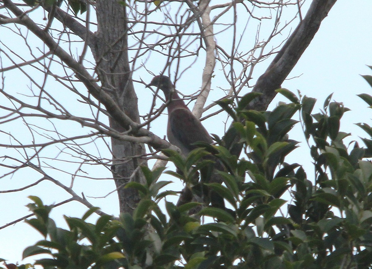 Pale-vented Pigeon - ML643837702