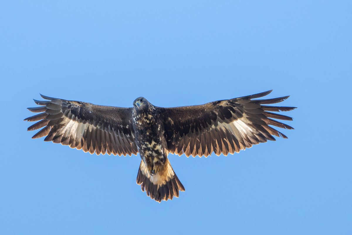 Aigle royal - ML643837709