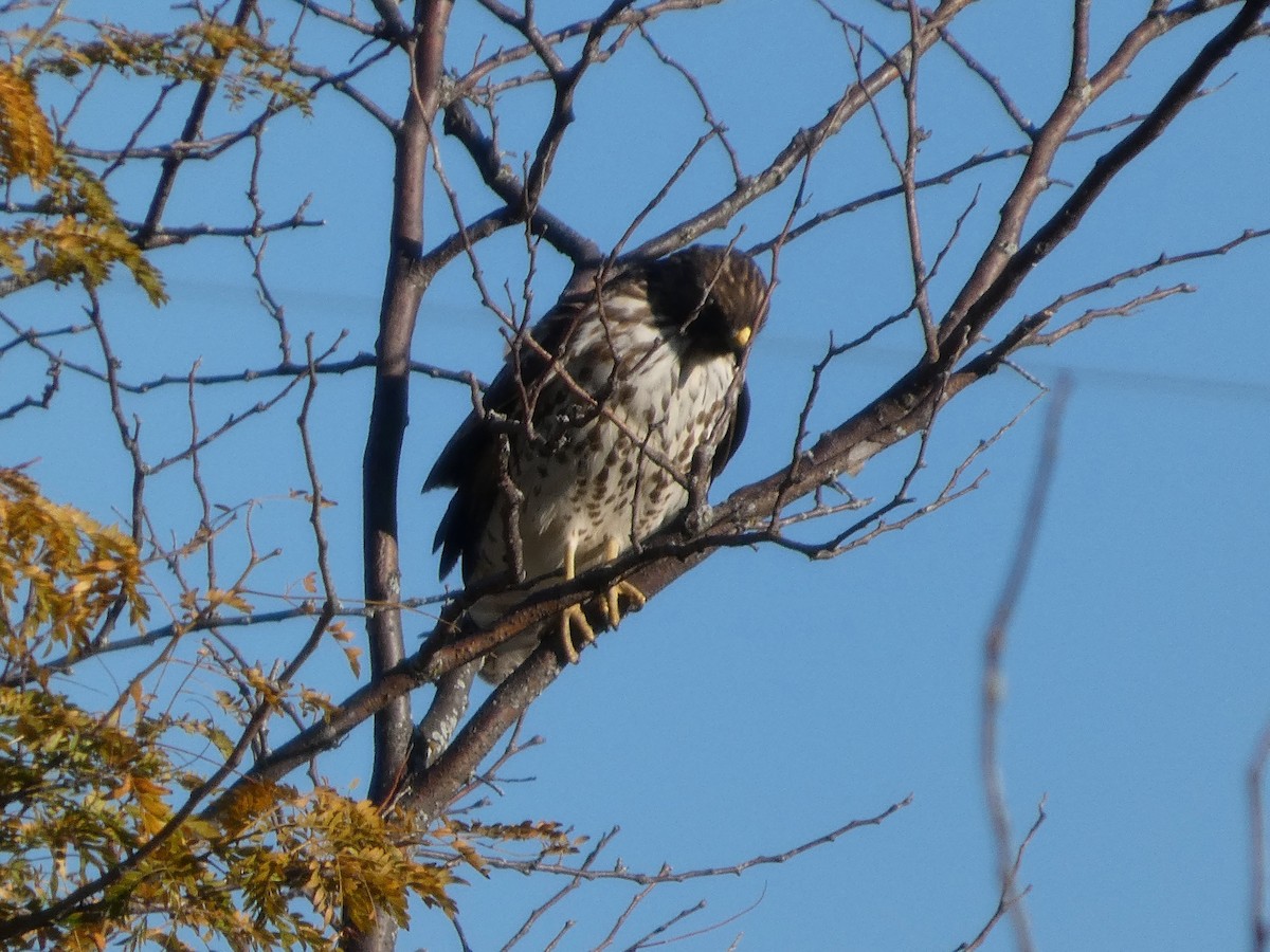 Buteo sp. - ML643837711