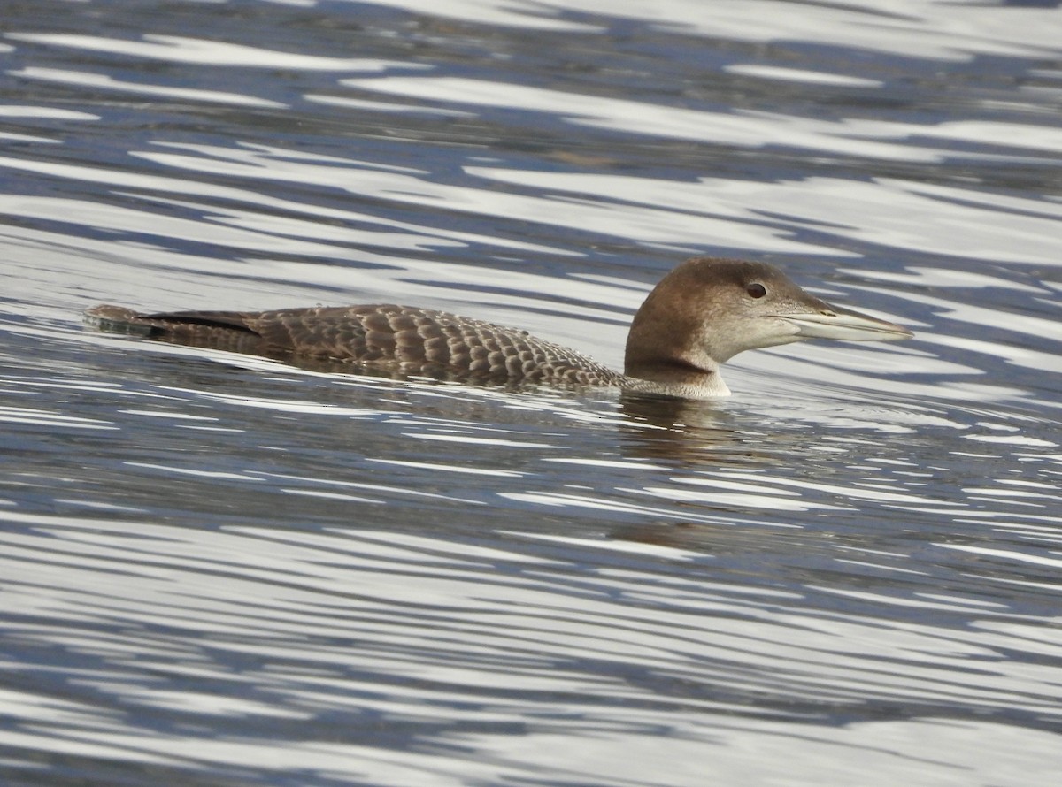 Common Loon - ML643837719