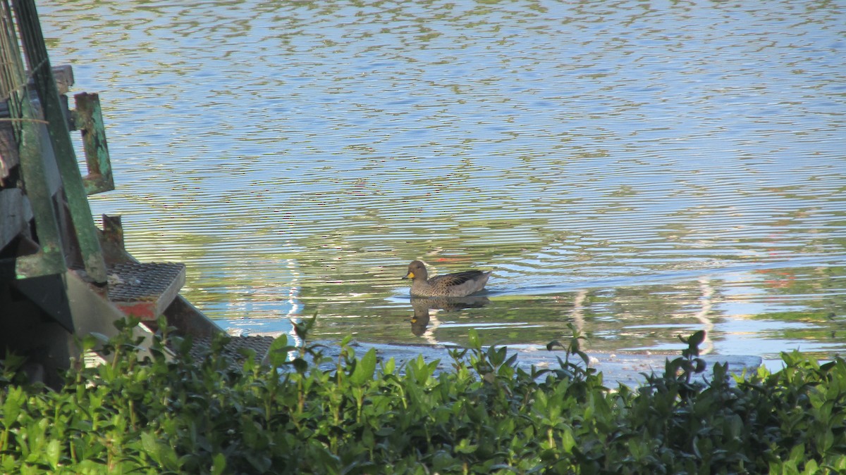 Yellow-billed Teal - ML643837743