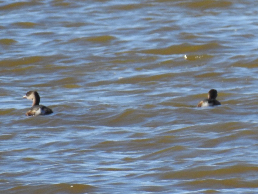 Пірникоза рябодзьоба - ML643837748