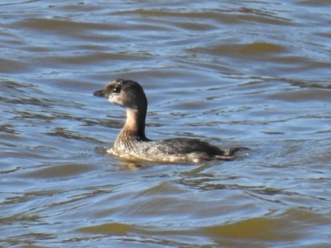 Пірникоза рябодзьоба - ML643837749