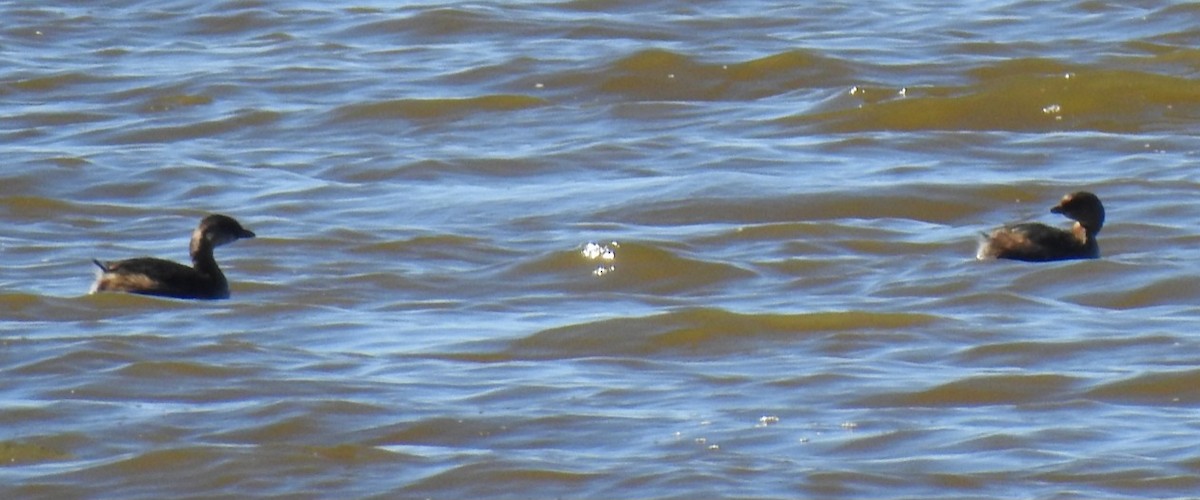 Пірникоза рябодзьоба - ML643837750