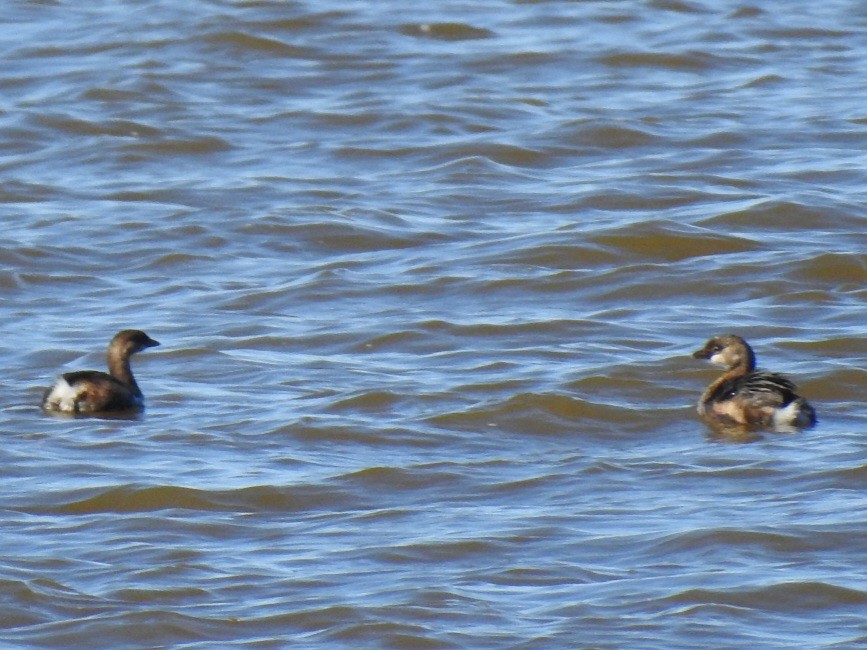 Пірникоза рябодзьоба - ML643837751