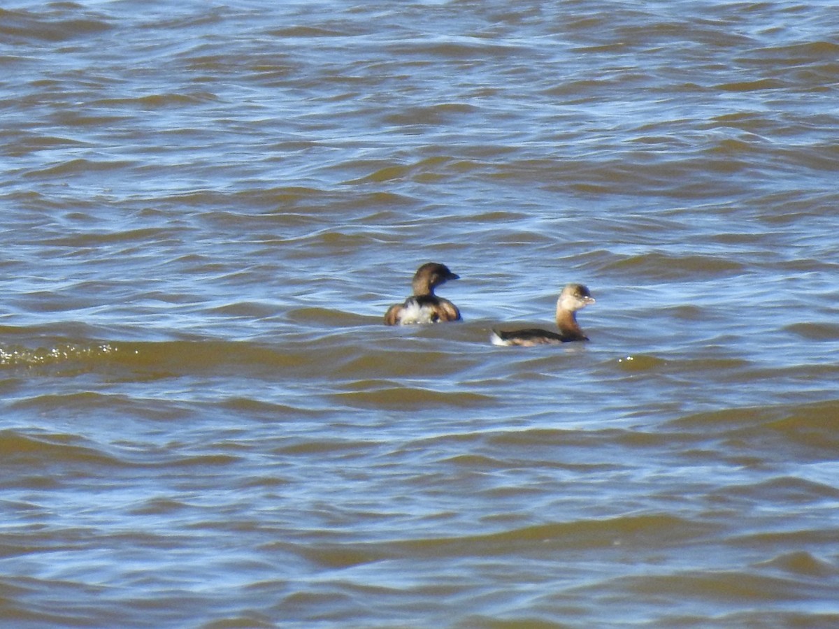 Пірникоза рябодзьоба - ML643837752