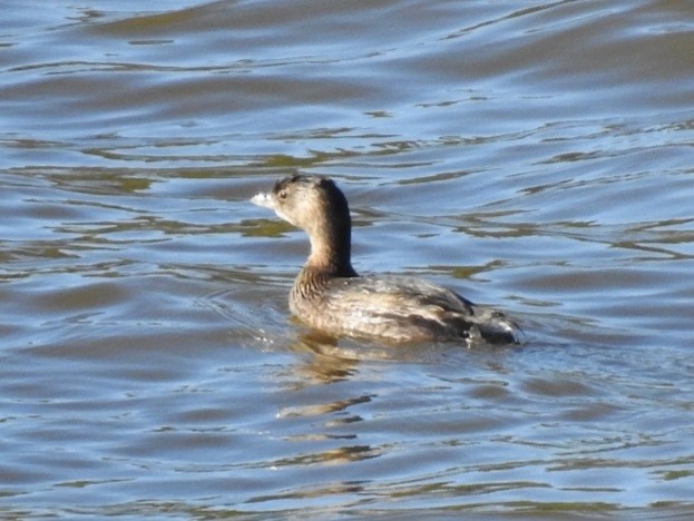 Пірникоза рябодзьоба - ML643837753