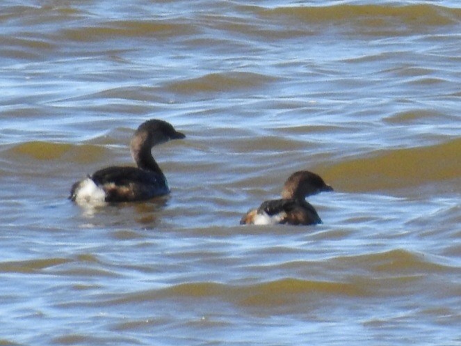 Пірникоза рябодзьоба - ML643837754