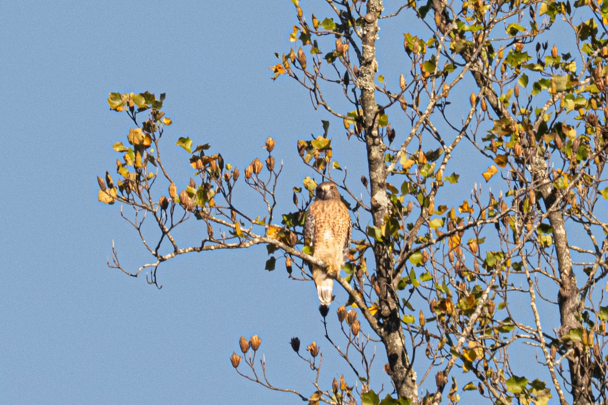 Buse à épaulettes - ML643837759