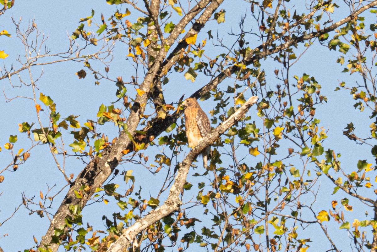 Buse à épaulettes - ML643837760