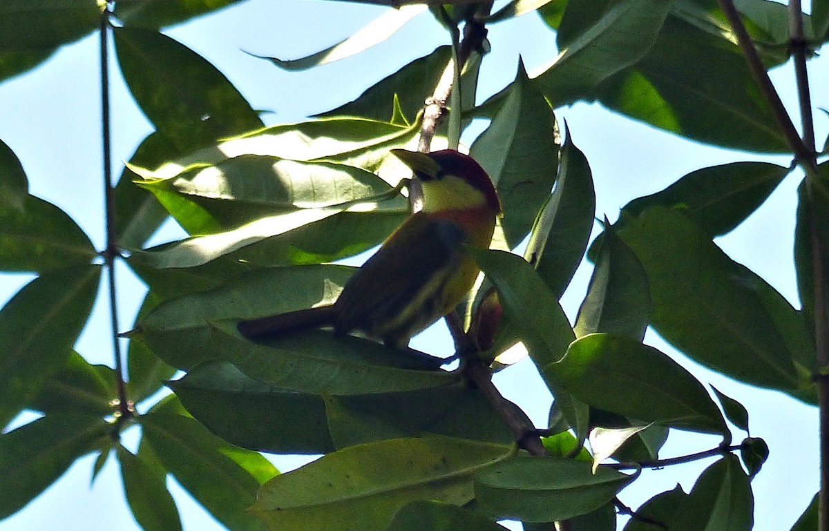 Scarlet-hooded Barbet - ML643837767