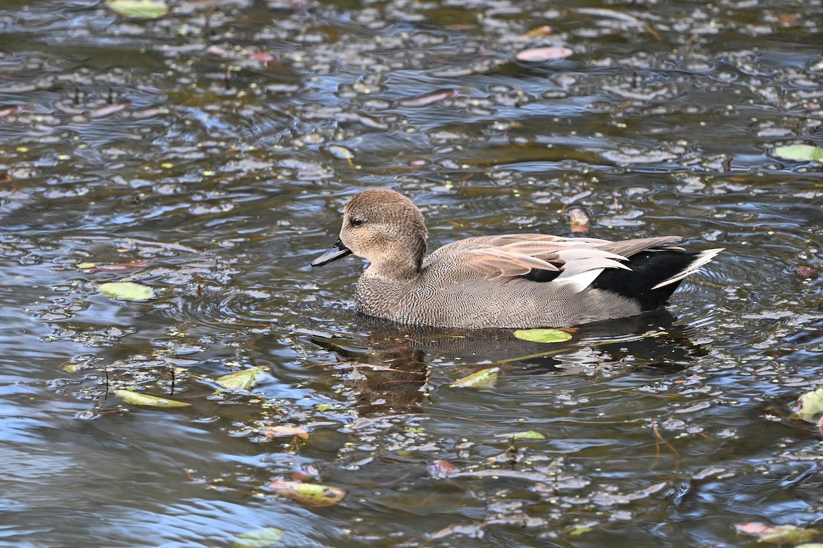 Canard chipeau - ML643837775