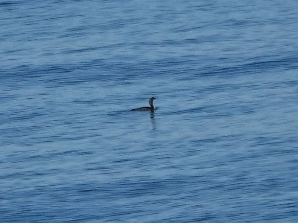 Pacific Loon - ML643837778