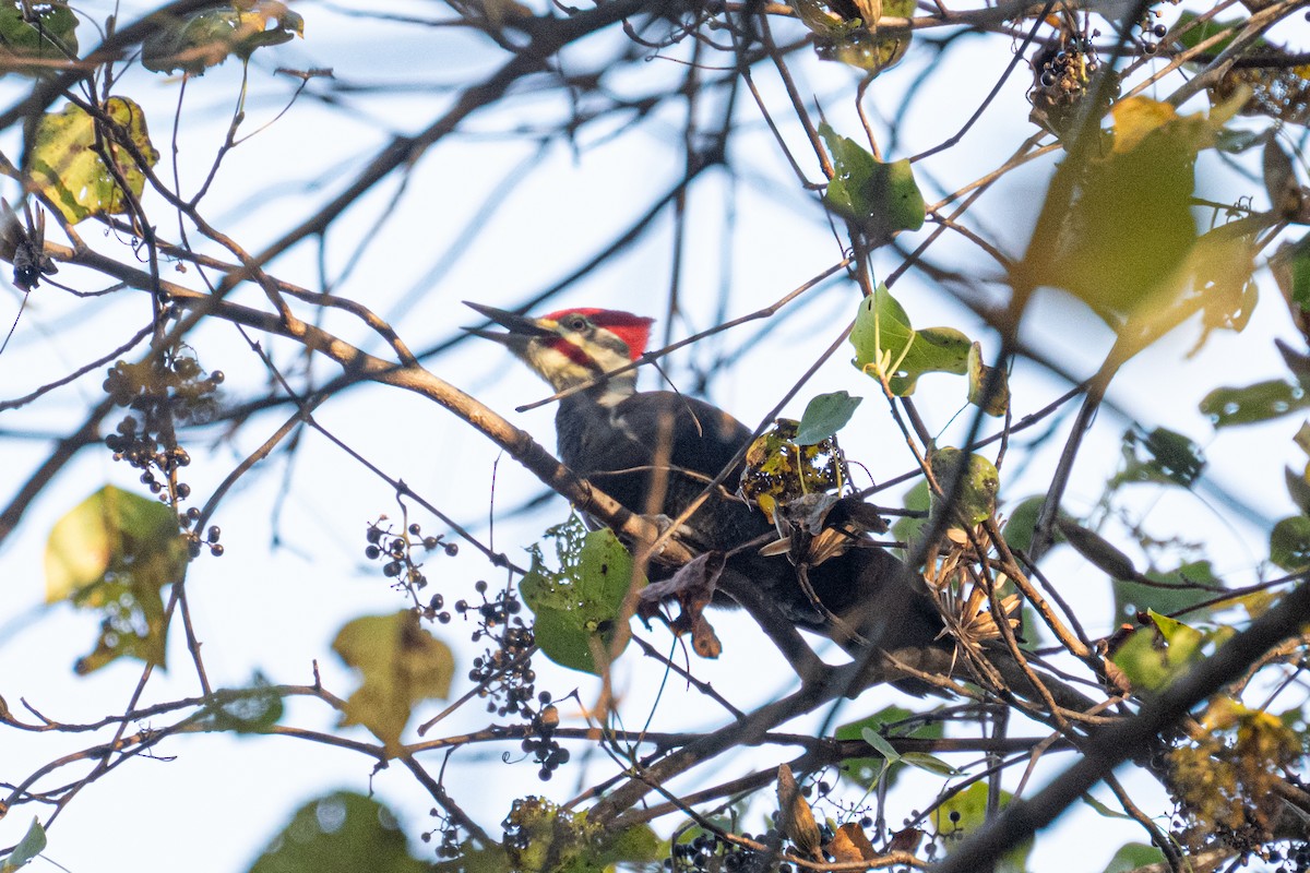 Grand Pic - ML643837779