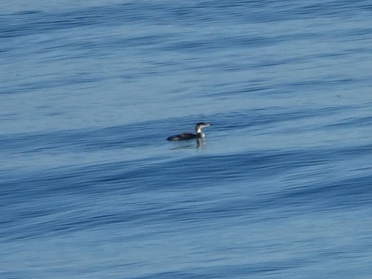 Common Loon - ML643837790