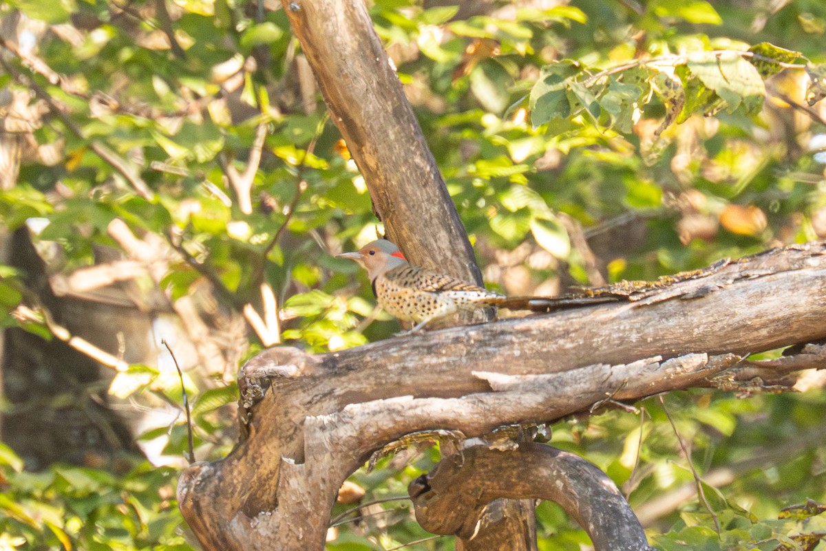 Pic flamboyant - ML643837792