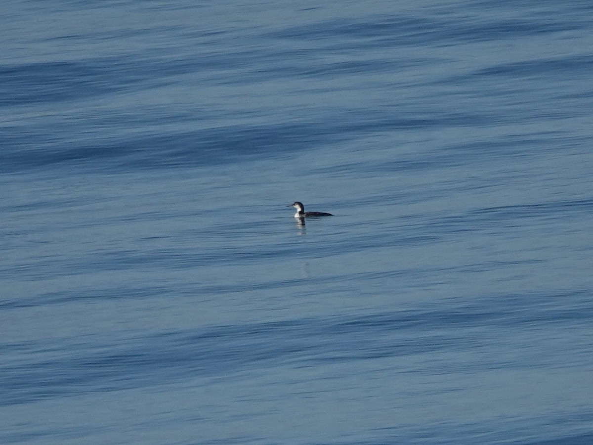 Common Loon - ML643837793