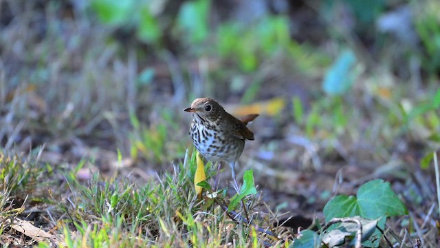 Hermit Thrush - ML643837818