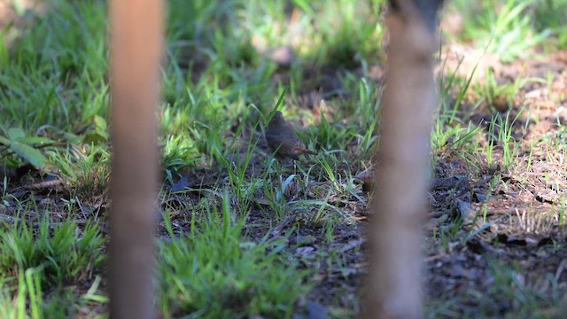 Hermit Thrush - ML643837820