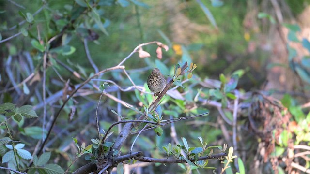 Hermit Thrush - ML643837821