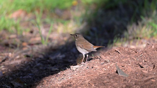 Hermit Thrush - ML643837822