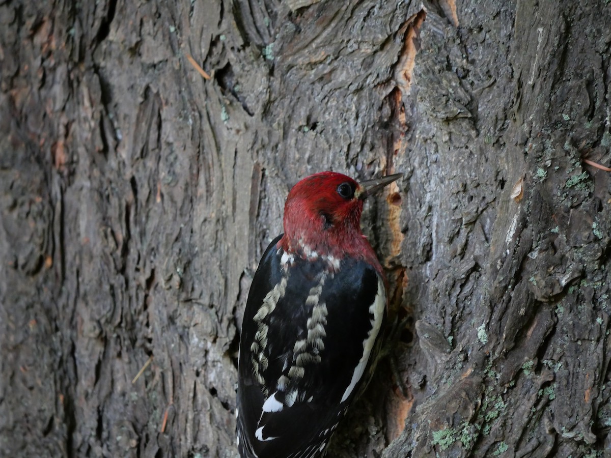 Red-breasted Sapsucker - ML643837845