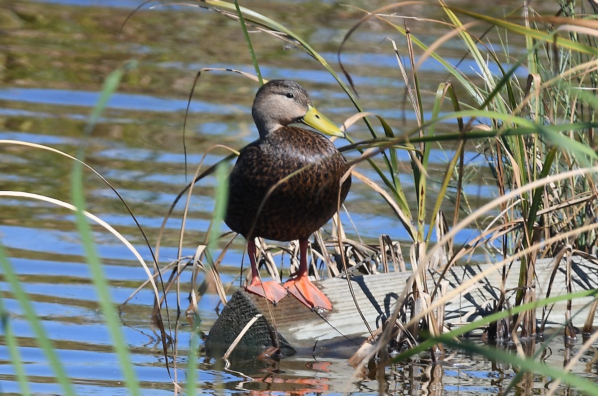 Canard brun - ML643837855